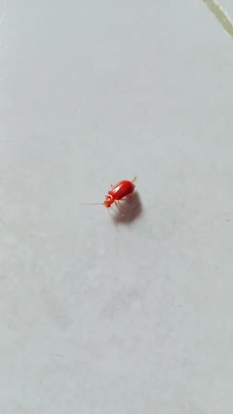 Small red insect crawling on a white surface Stock Footage 346745939