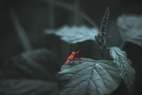 Small red insect perched on top of a green leaf 库存照片