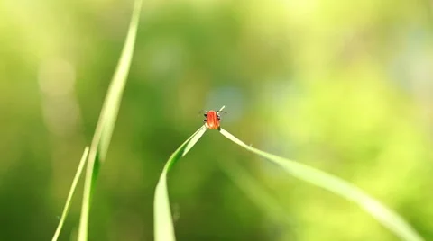 A small red insect is sitting on the green grass Video stock 57316731