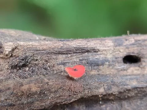 Small red insect on tree bark. 스톡 사진