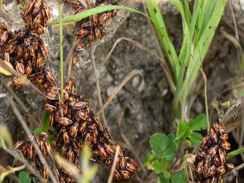 Small red insects on leaf ,outside ,rainy day, red insects with black points Vidéo 76497065