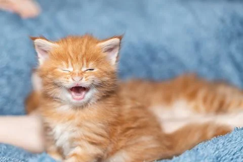 A small red kitten amusingly yawns Stock Photos