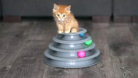 A small red kitten crawls out of a pyramid toy and plays with a ball Stock Footage 195613163