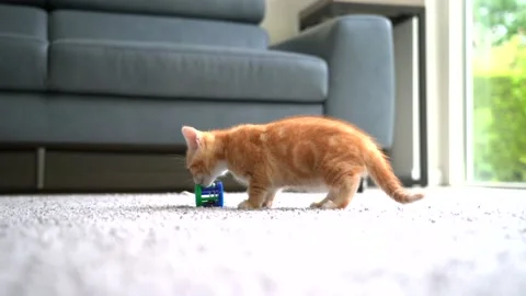 Small red kitten doing funny pose while playing with a ball. Stock Footage 134155369