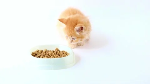 A small red kitten eats food on a light background Stock-Footage 194393489