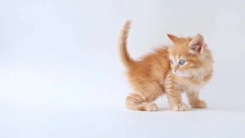 Small red kitten Stock Footage 193977536