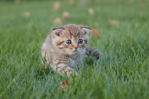 A small red kitten in green grass sits and looks at the camera and plays in the Stock Photos