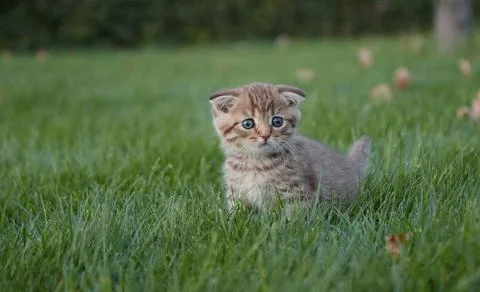 A small red kitten in green grass sits and looks at the camera and plays in the Stock Photos