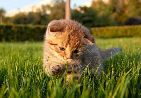 A small red kitten in green grass sits and looks at the camera and plays in the Stock Photos