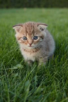A small red kitten in green grass sits and looks at the camera and plays in the Stock Photos