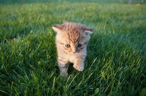 A small red kitten in green grass sits and looks at the camera and plays in the Stock Photos
