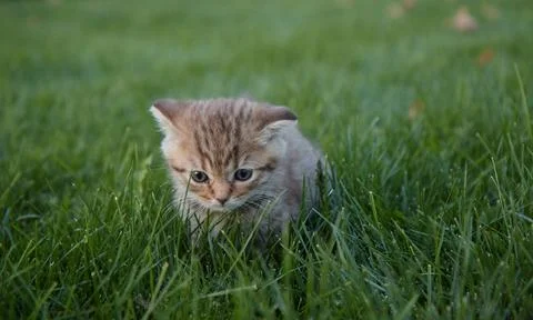 A small red kitten in green grass sits and looks at the camera and plays in the Stock Photos