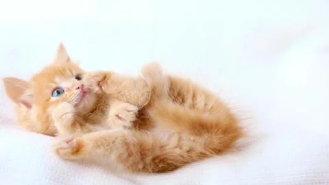A small red kitten lies on its back and licks its paw on a light background Stock-Footage 194393551