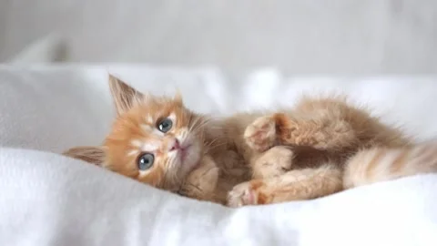 A small red kitten lies on a light background Stock Footage 195613204