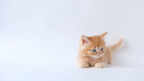 A small red kitten lies meows on a light background Stock Footage 193977562