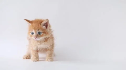 Small red kitten on a light background Video stock 193247595