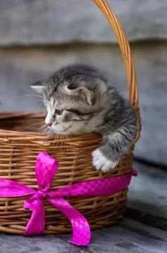 A small red kitten Stock Photos