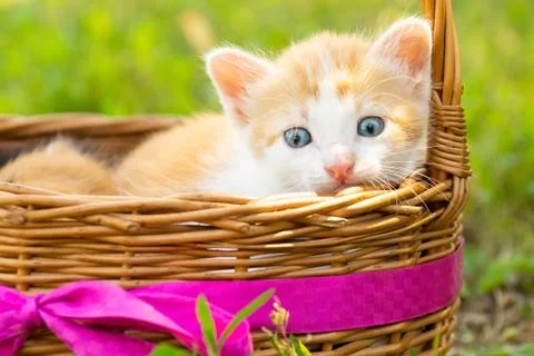 A small red kitten Stock Photos