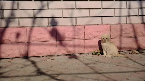 A small red kitten plays with a shadow  Stock Footage 163920817