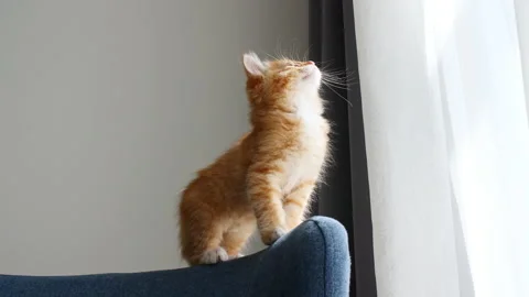 Small red kitten sits on the sofa in the lights of a sun. Cat hunt. Kitten 動画素材 156893473