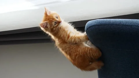 Small red kitten sits on the sofa in the lights of a sun. Cat hunt. Kitten Stock Footage 158773749