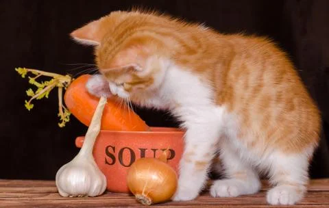 Small red kitten is sitting on the rough wooden boards of the table next to a Stock-Fotos