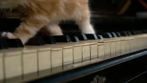 A small red kitten walks along the piano keys Video stock 258383519