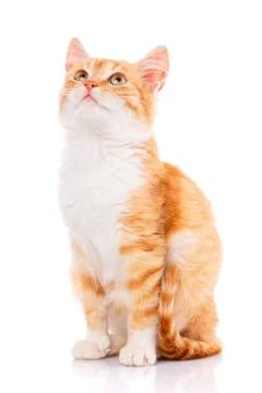 Small red kitten on a white Stock Photos