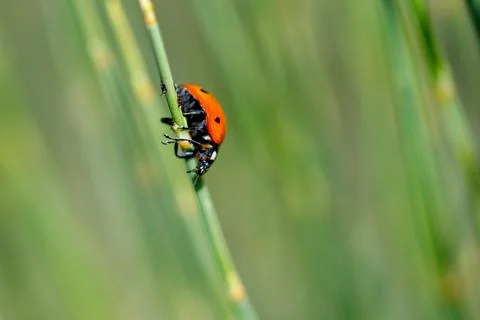 Small red ladybug with black spots crawls on green reed Photos