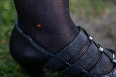 Small red ladybug with black spots sitting on a woman's leg, in black tights, Stock-Fotos