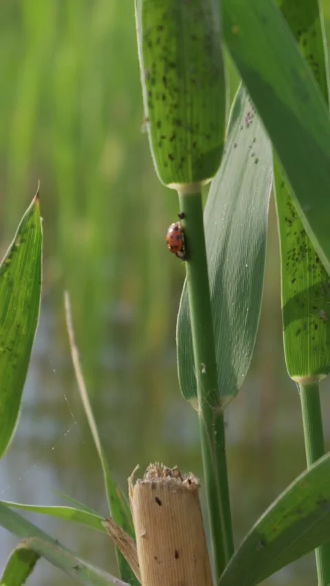 Small Red Ladybug Crawling Up Green Reed in Soft Focus Wetland Environment Video stock 341987977