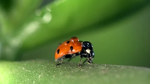 Small red ladybug explores dewy green grass and flowers on a fresh morning 스톡 동영상 305701247