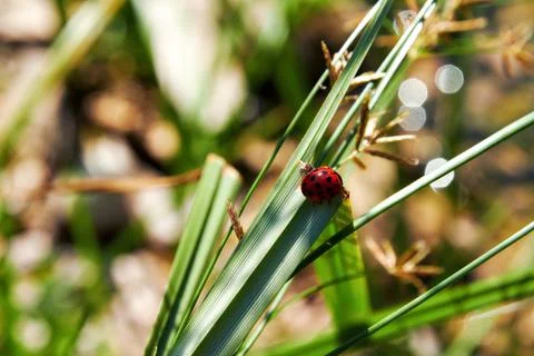 Small red ladybug on the sharp grass leave Stock Photos