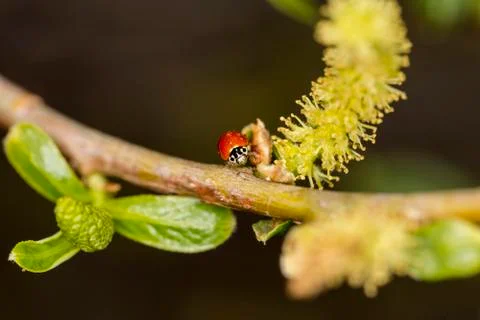 Small red ladybug on a tree branch in a  wetland area Stock Photos