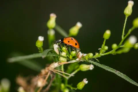 Small red ladybug walks around the plant Stock Photos