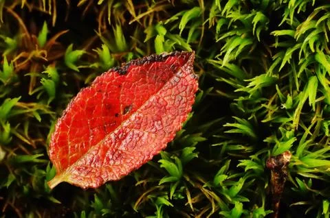 A small red leaf on a green mush bed Stock Photos