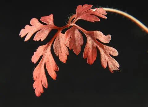 Small red leaf Stock Photos