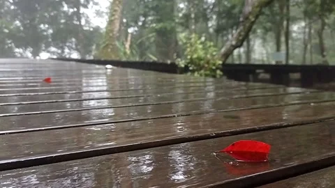 A small red leaf on the wooden footpath Stock Footage 150215879