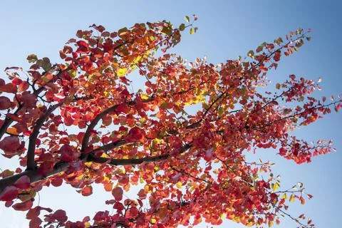 Small red leafs on branches Stock Photos
