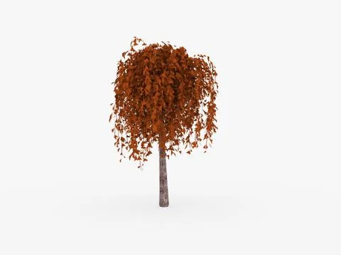 Small red leafy tree isolated on white background Stock Illustration