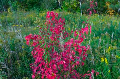 Small Red Maple Tree Branches Stock Photos