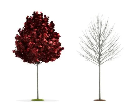 Small red maple tree. Stock Illustration