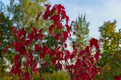 Small Red Maple Tree Leaves Stock Photos