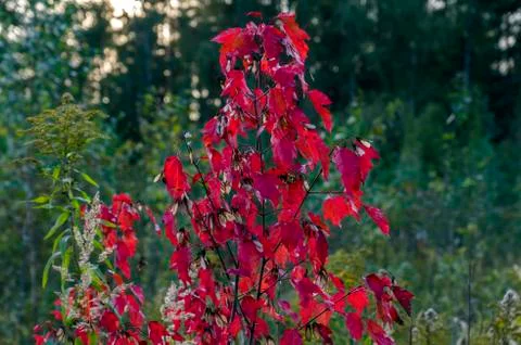 Small Red Maple Tree Stock Photos