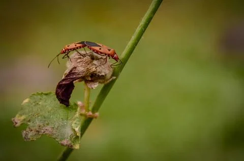 Small red mating insects found Foto stock