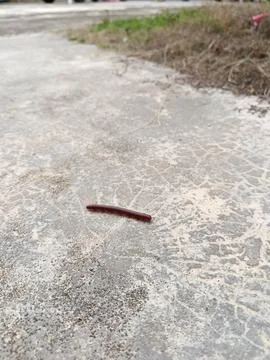​Small Red Millipede Crawling on Rough Outdoor Concrete Ground Stock Photos