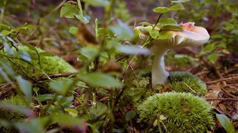Small red mushroom in the forest Видео 94425441