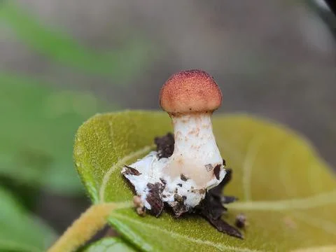 Small red mushroom on green leaf. Foto stock