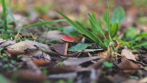 SMALL RED MUSHROOM ON THE SOIL Stock Footage 100287713