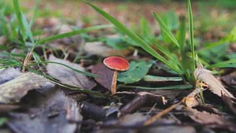 SMALL RED MUSHROOM ON THE SOIL Stock Footage 100287776